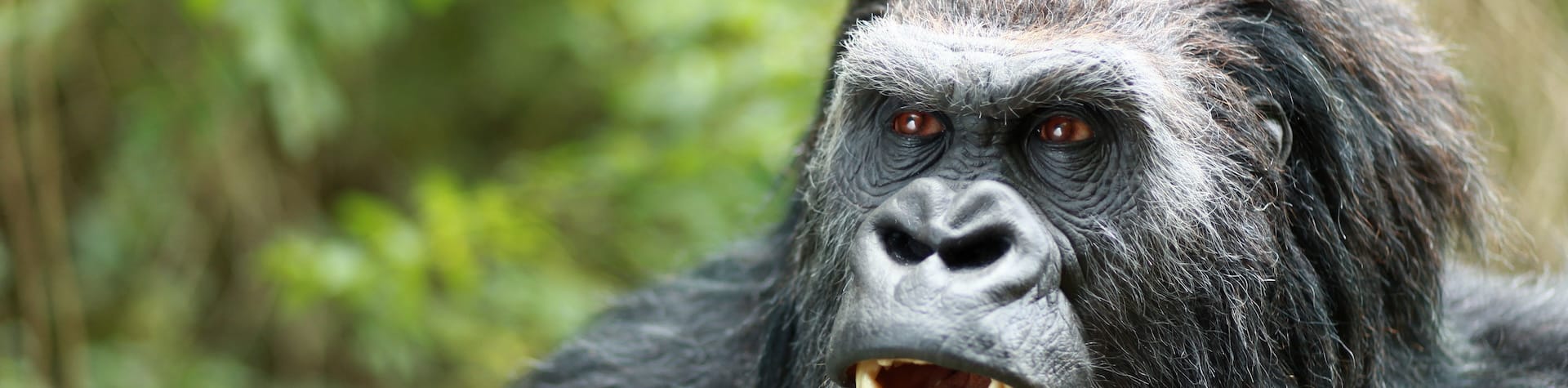 prosthetic gorilla
